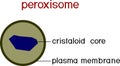 Structure of peroxisome. Educational material for biology lesson